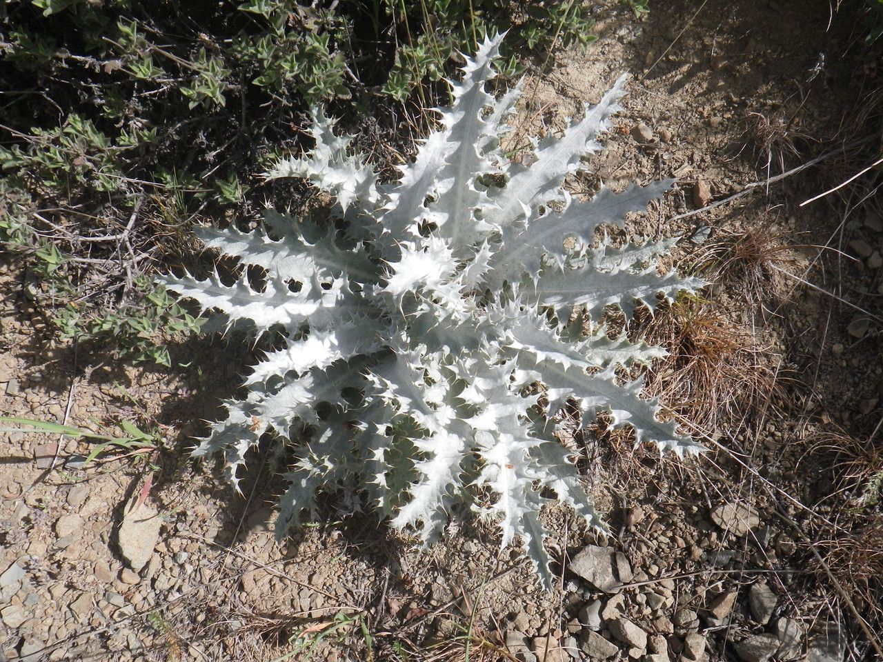 Onopordum bracteatum habit
