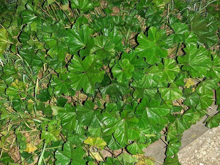 Malva setigera — search result for 'Malva'