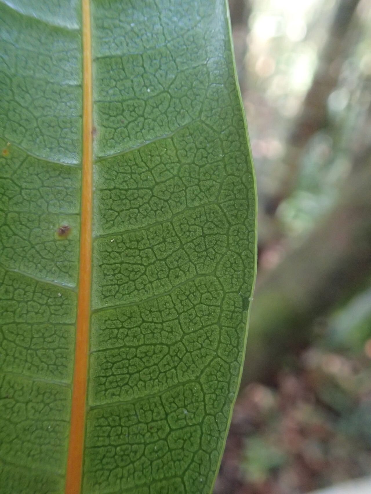 Ficus nitidifolia leaf