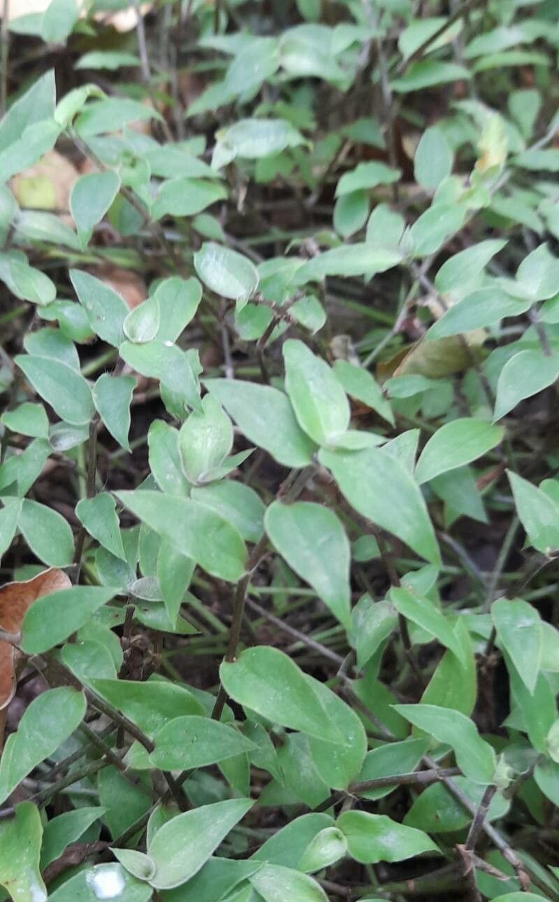 Callisia ciliata habit