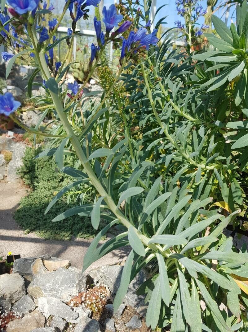 Echium gentianoides leaf