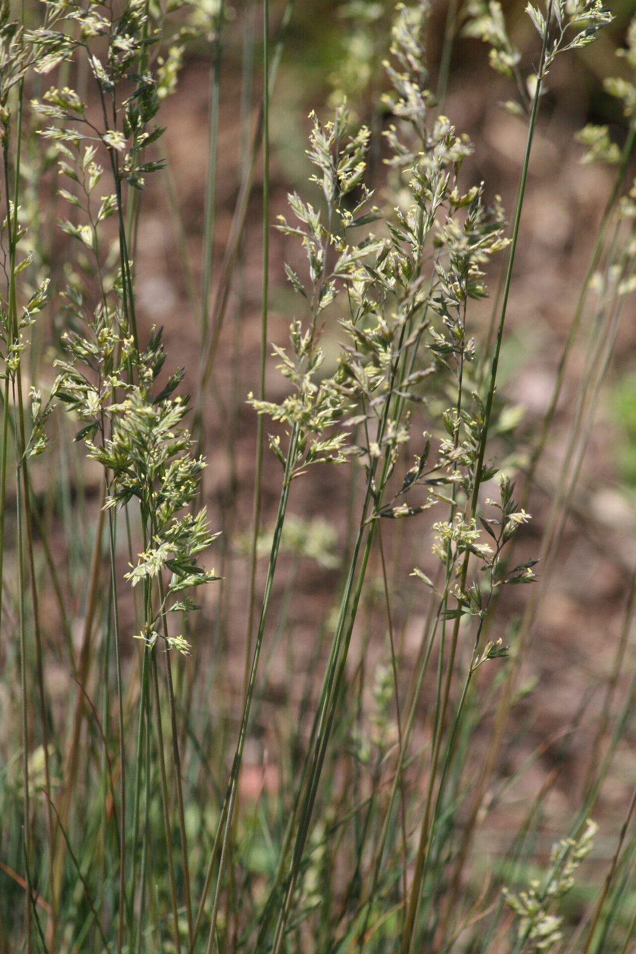 Festuca cinerea flower