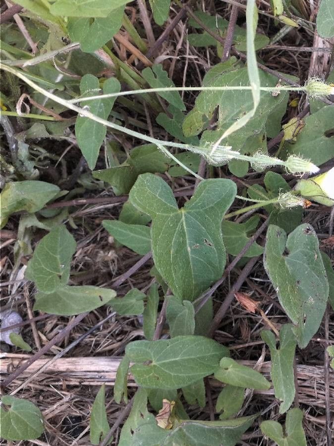 Convolvulus sepium leaf