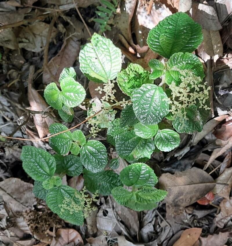 Pilea inaequalis habit