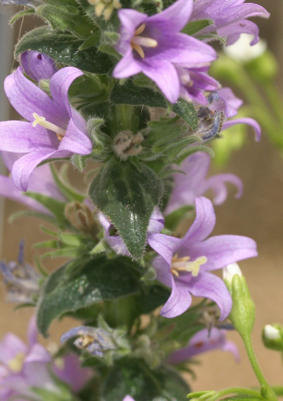Campanula ajugifolia