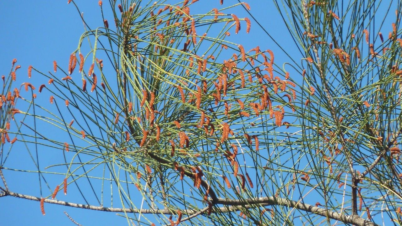 Casuarina glauca flower
