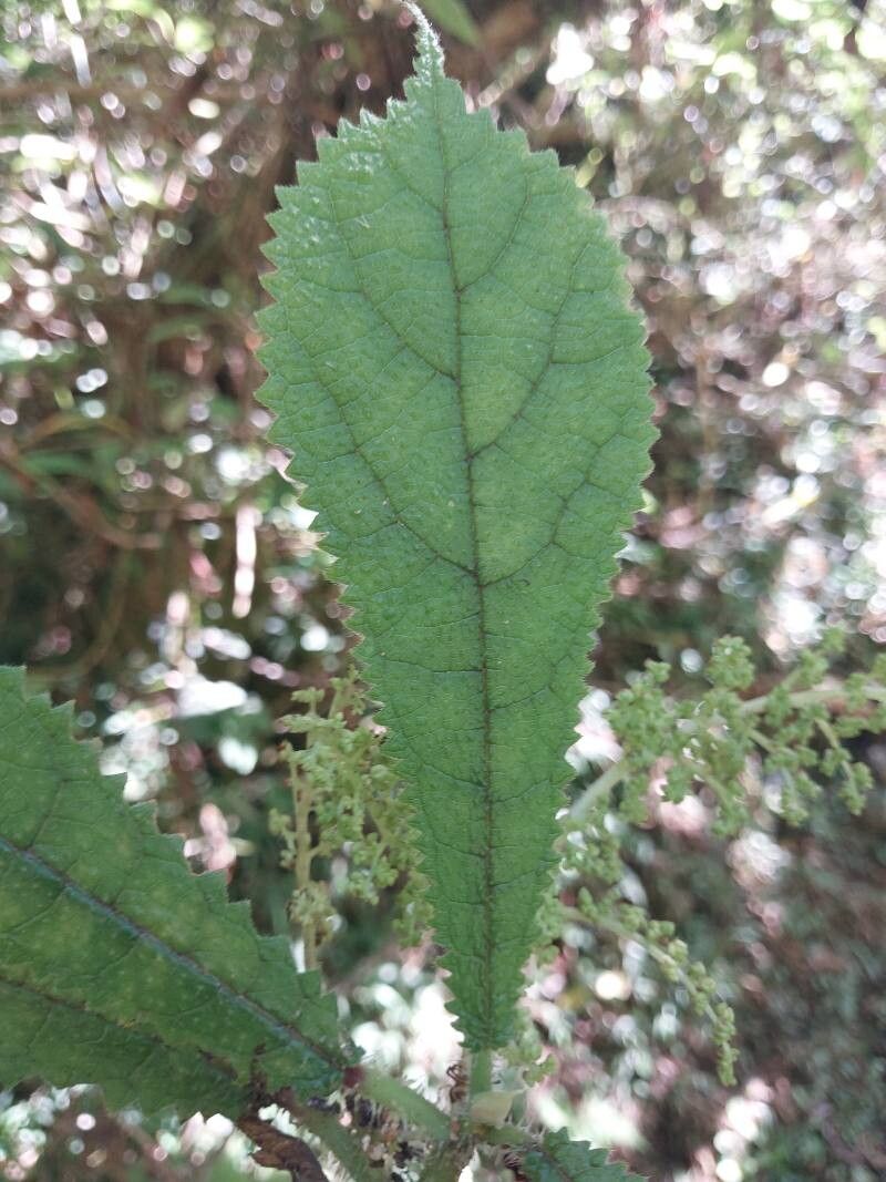 Laportea humblotii leaf
