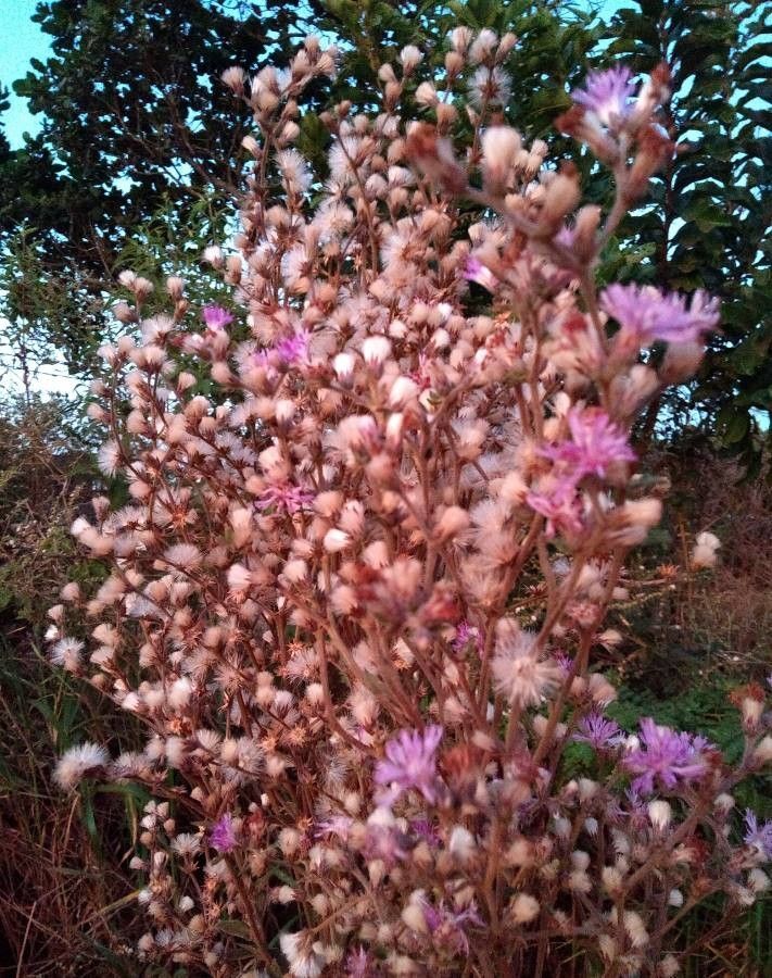 Vernonia westermanii — houseplant care guide