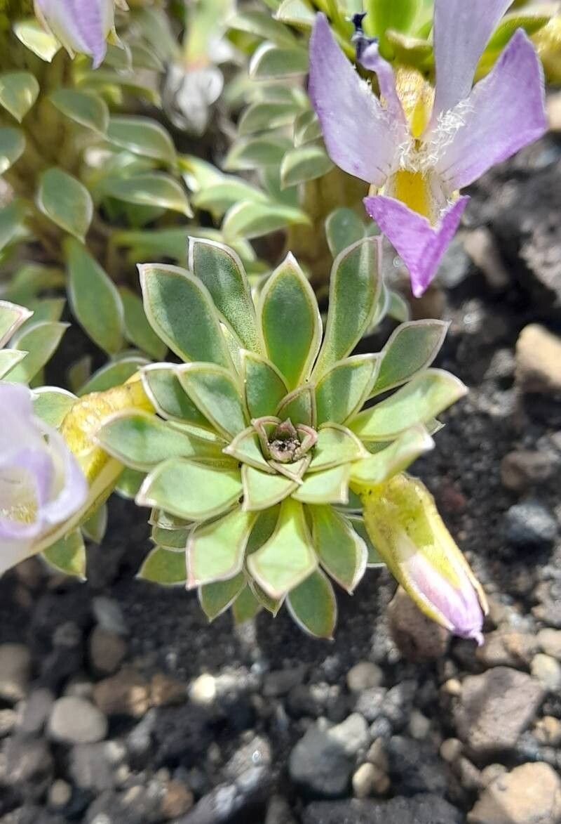 Viola cotyledon — houseplant care guide