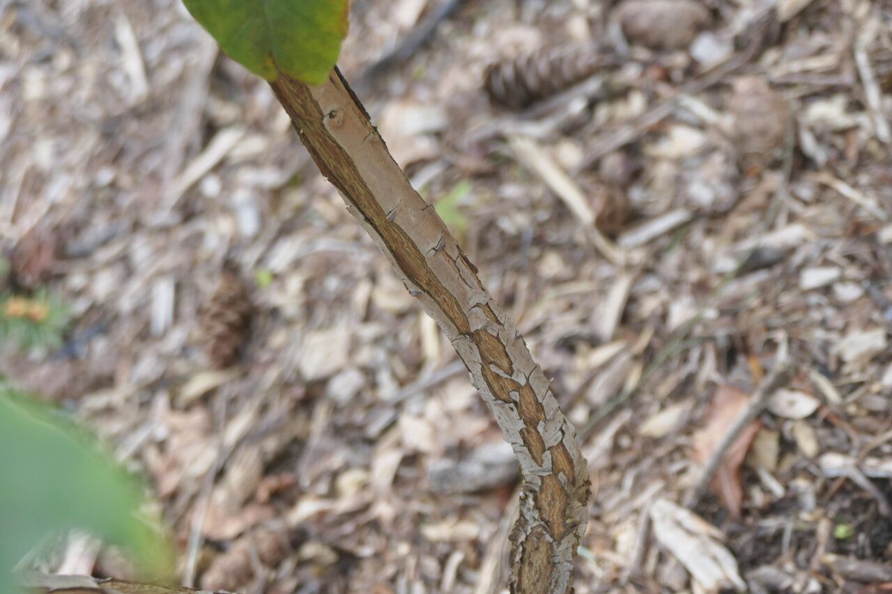 Rhododendron calophytum bark