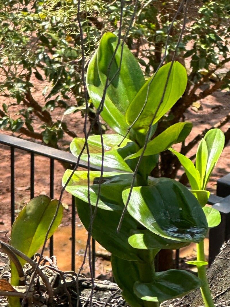 Vanilla inodora — houseplant care guide