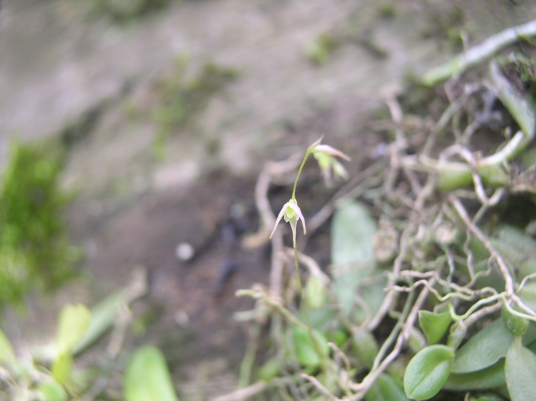 Bulbophyllum intertextum — houseplant care guide