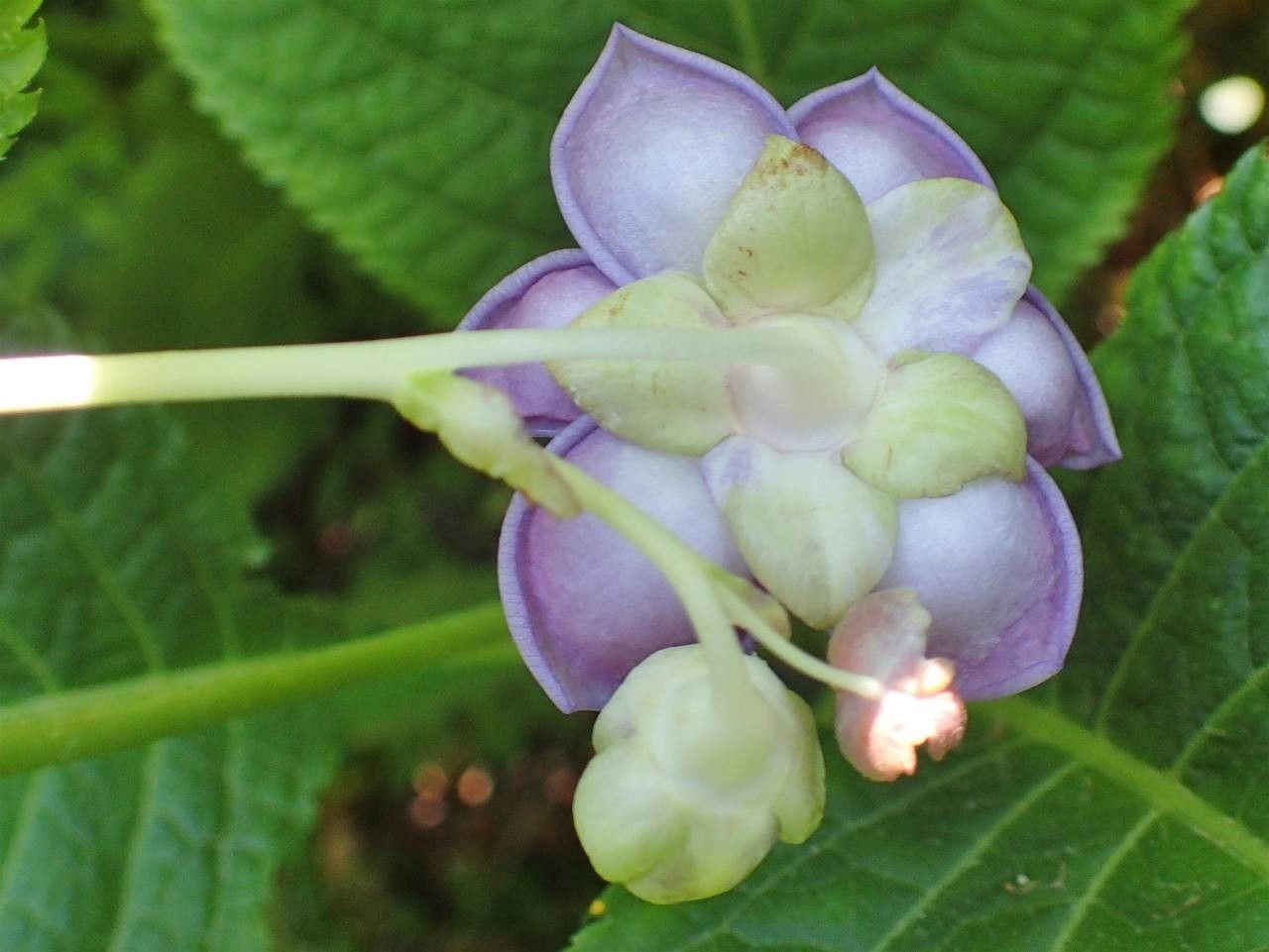 Deinanthe caerulea flower