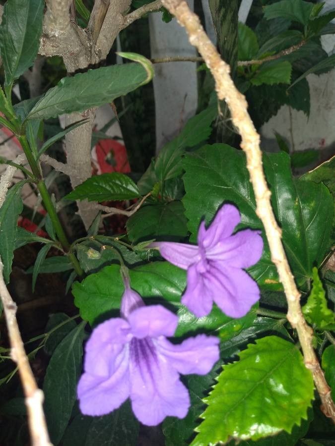 Ruellia lactea flower
