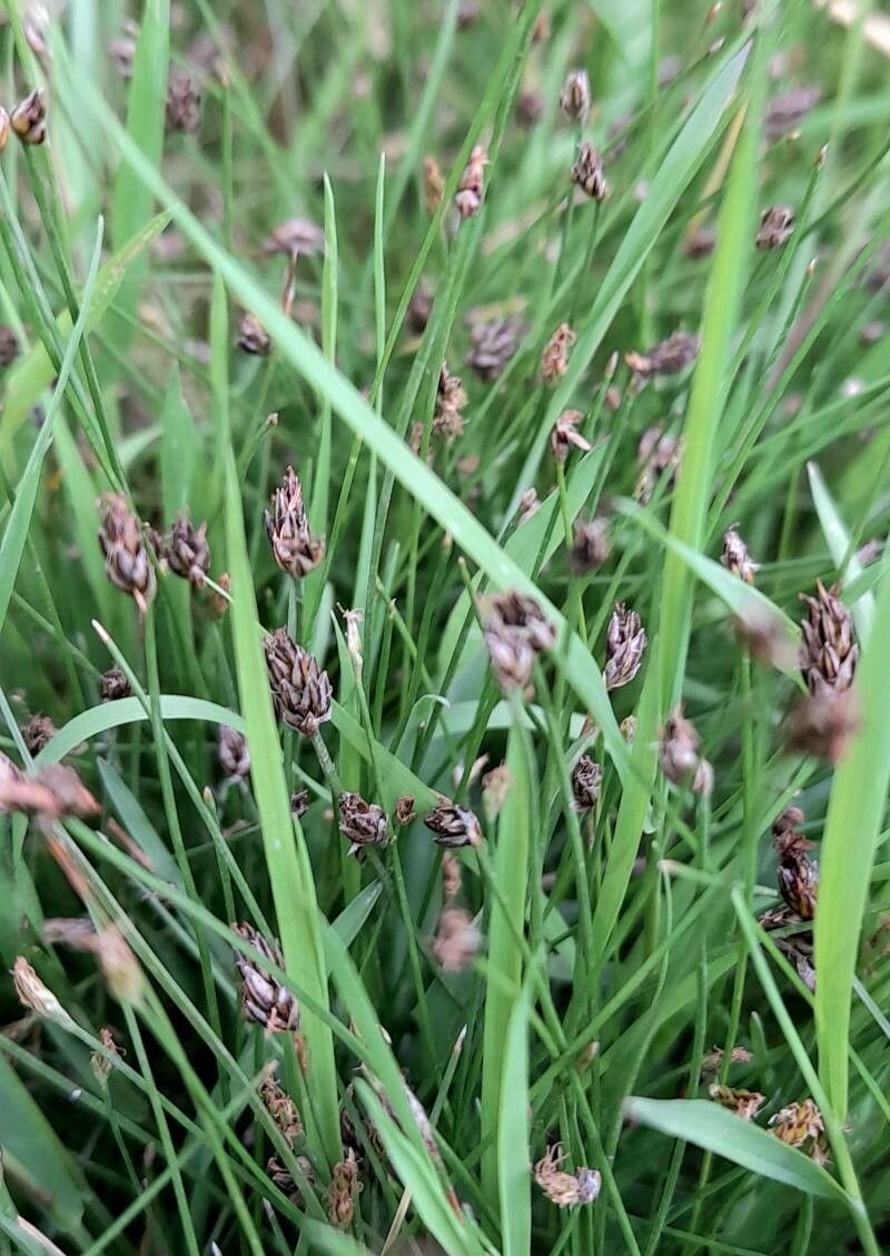 Isolepis cernua fruit