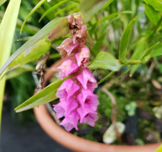Isochilus carnosiflorus flower