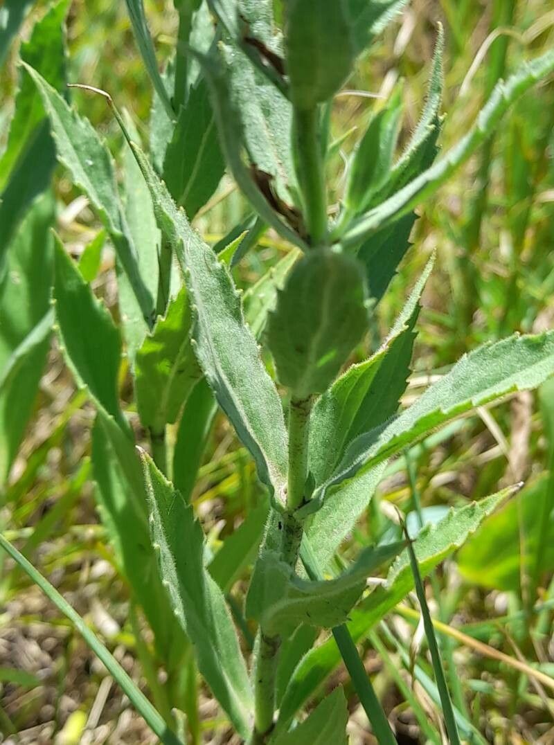 Stemodia lanceolata — related species from the same genus