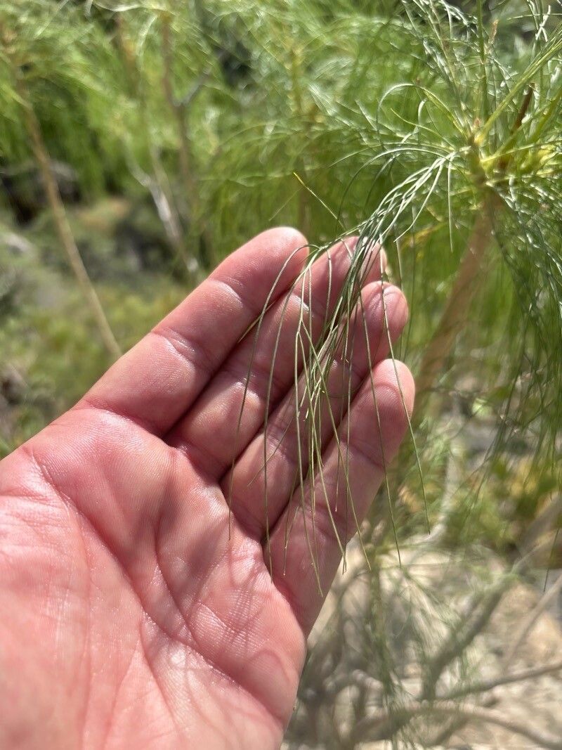 Sonchus microcarpus — houseplant care guide