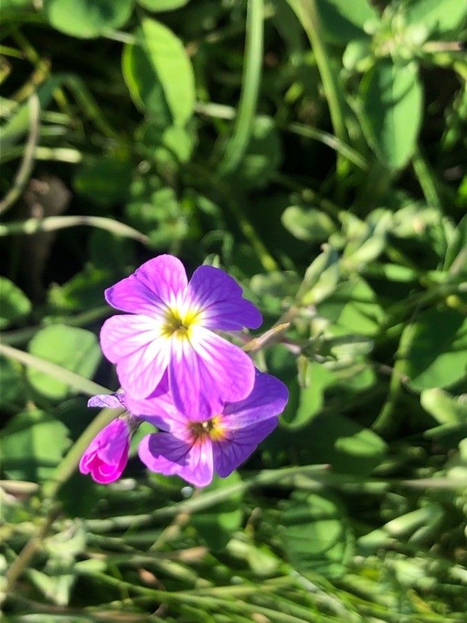 Malcolmia maritima flower
