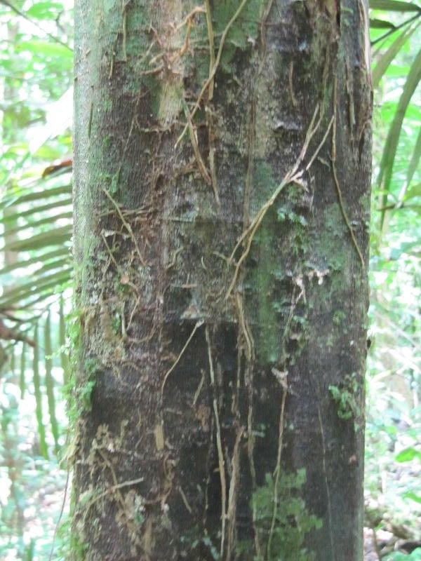 Swartzia arborescens bark