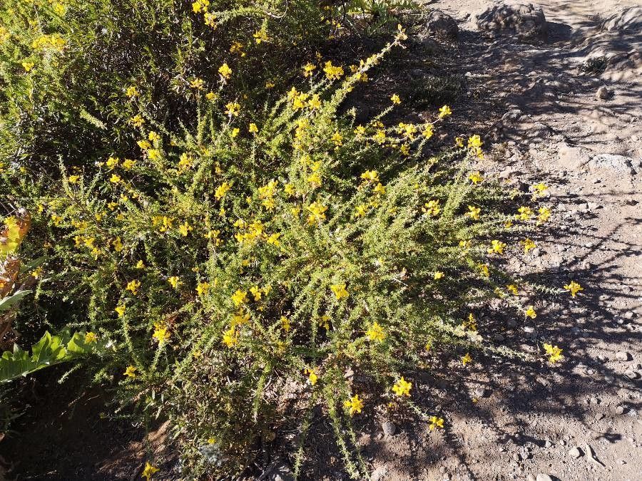 Adenocarpus foliolosus flower