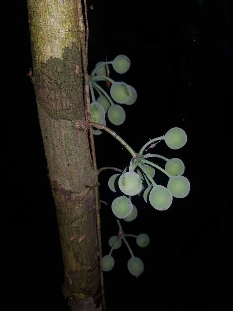 Unonopsis osae fruit