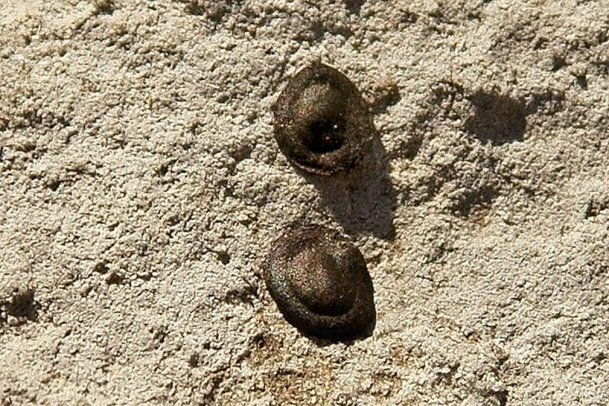 Linaria propinqua fruit