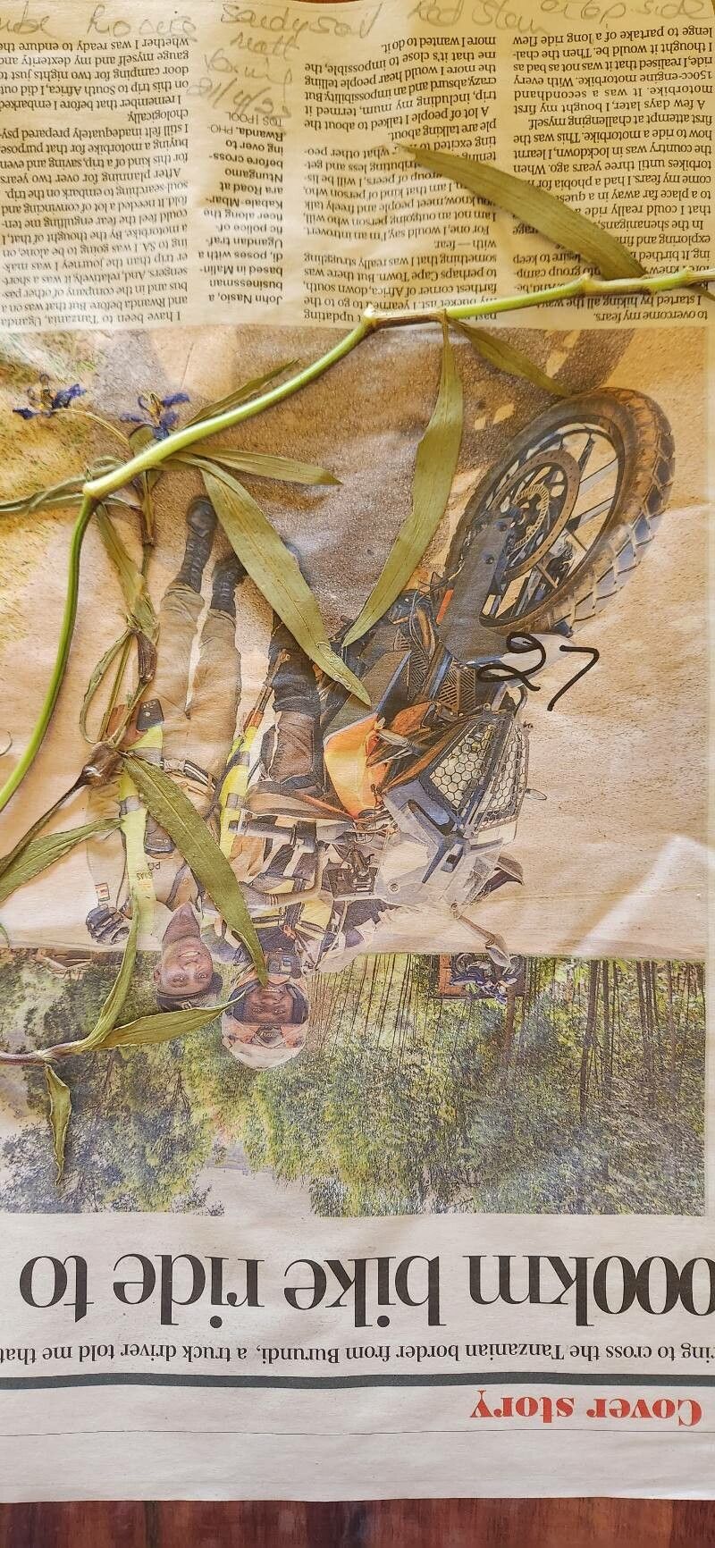 Commelina forsskaolii — houseplant care guide