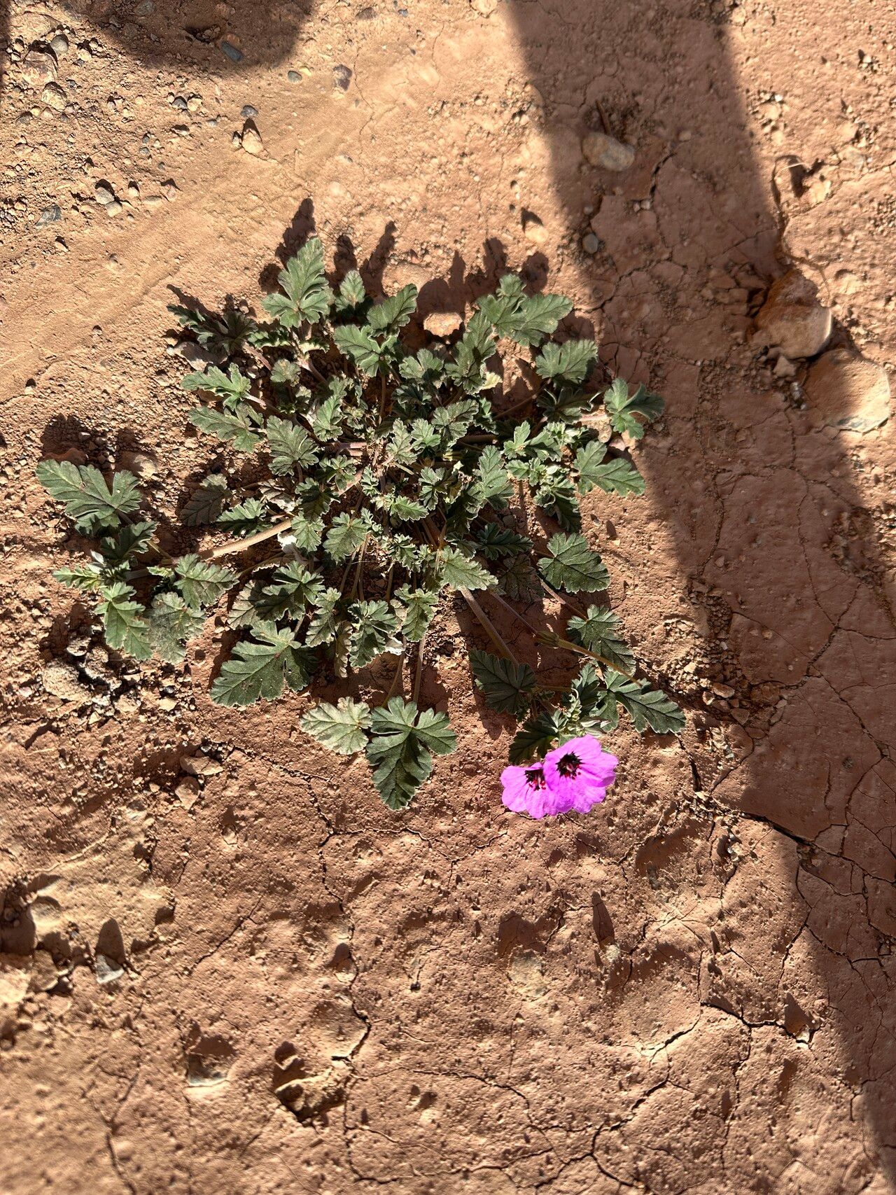Erodium guttatum habit
