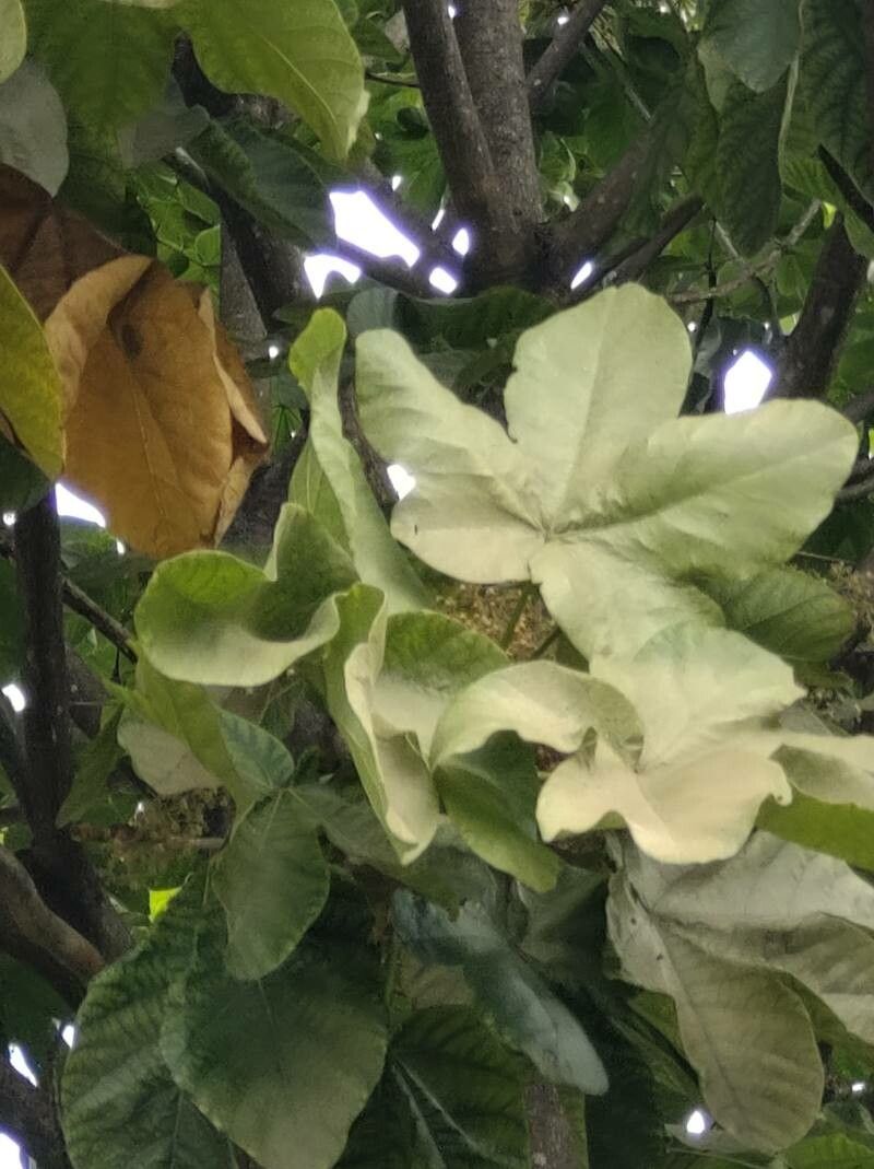 Sterculia apetala leaf