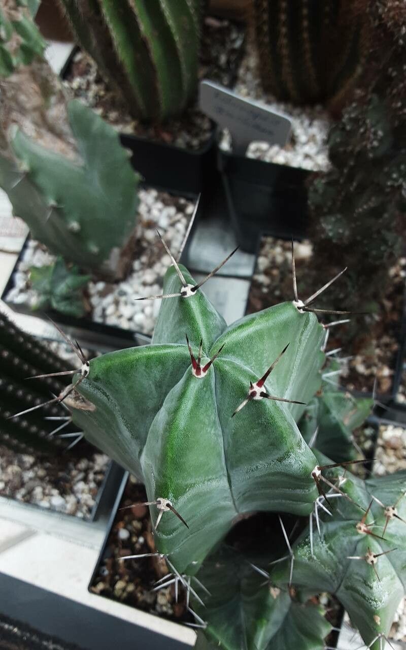 Stenocereus pruinosus flower