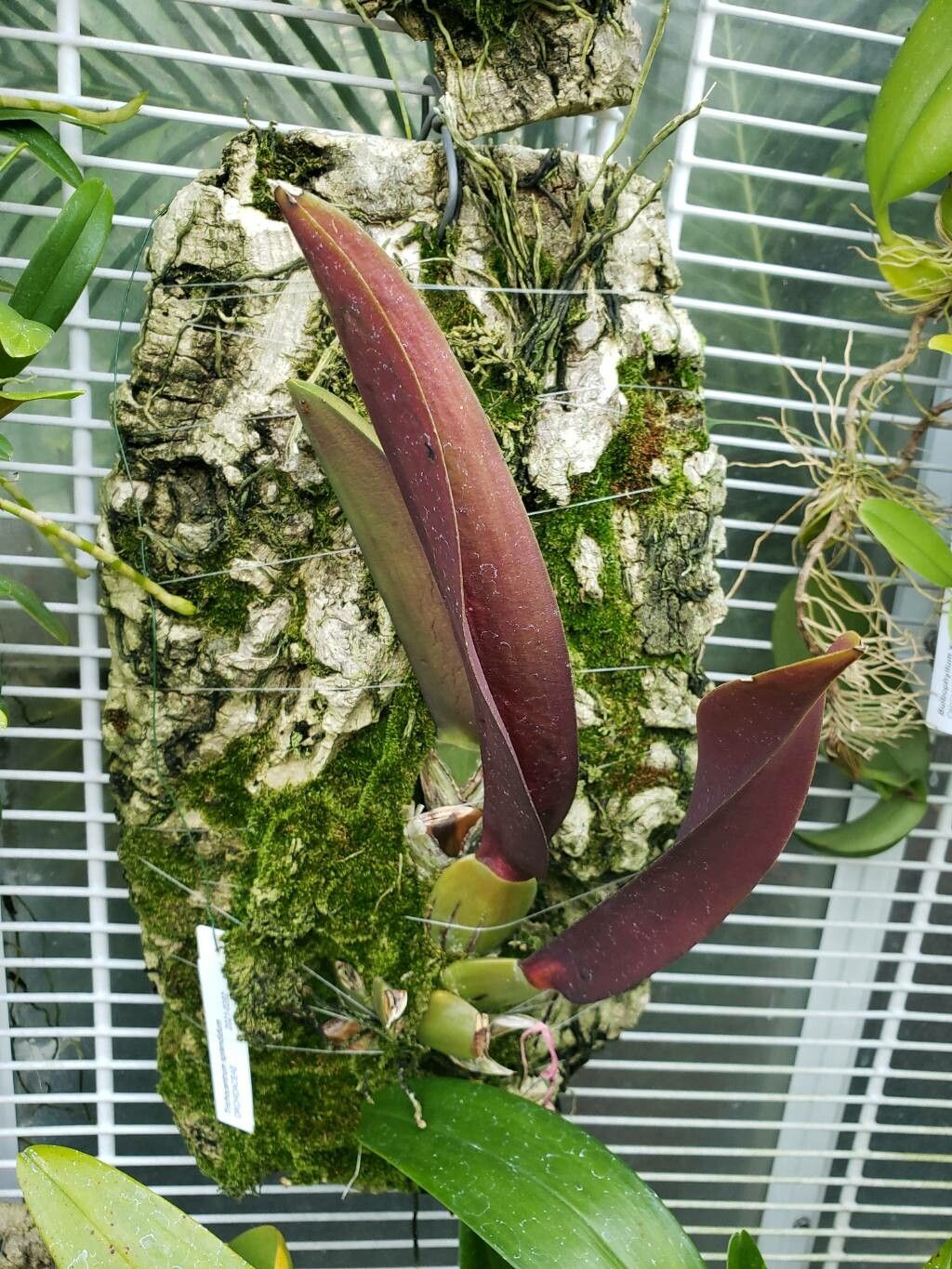 Trichocentrum splendidum habit