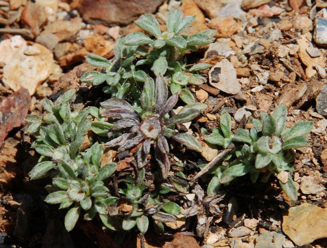 Hesperevax acaulis habit