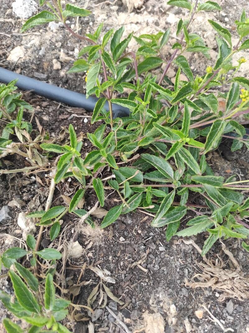 Lantana depressa leaf