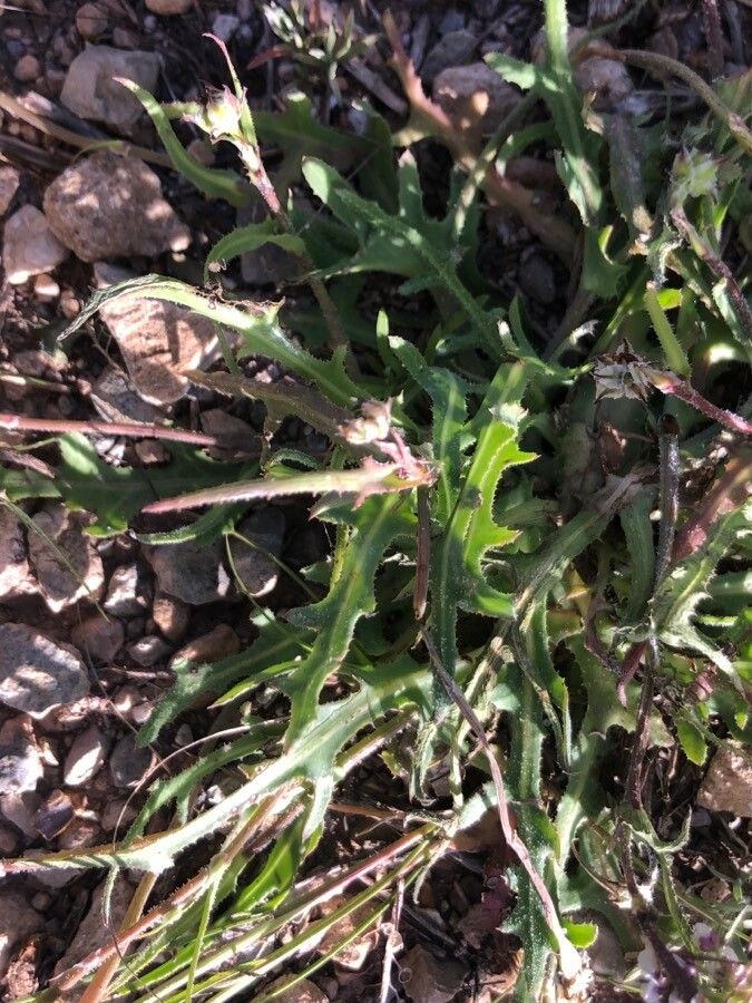 Reichardia tingitana — search result for 'Reichardia'