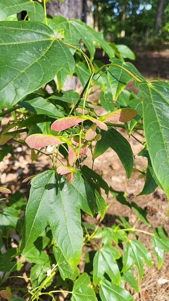 Acer calcaratum fruit