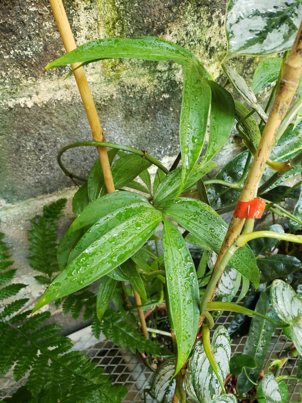 Monstera subpinnata — houseplant care guide