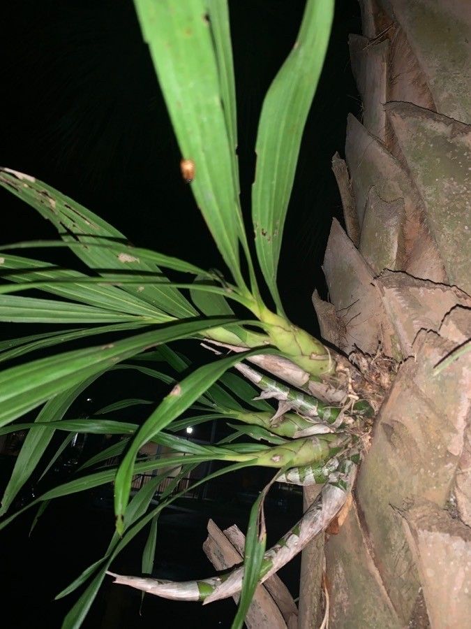 Cyrtopodium punctatum leaf