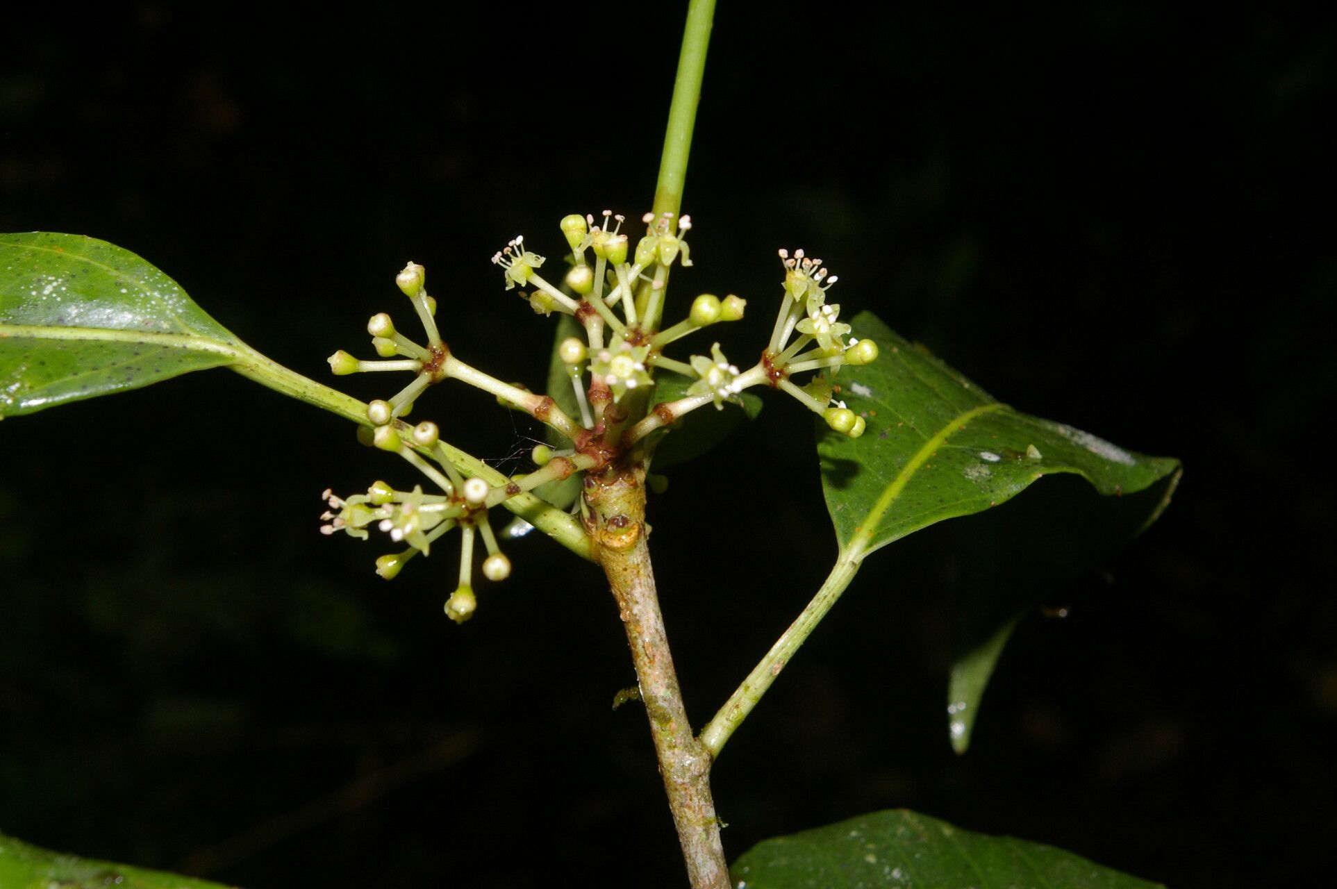 Dendropanax querceti fruit