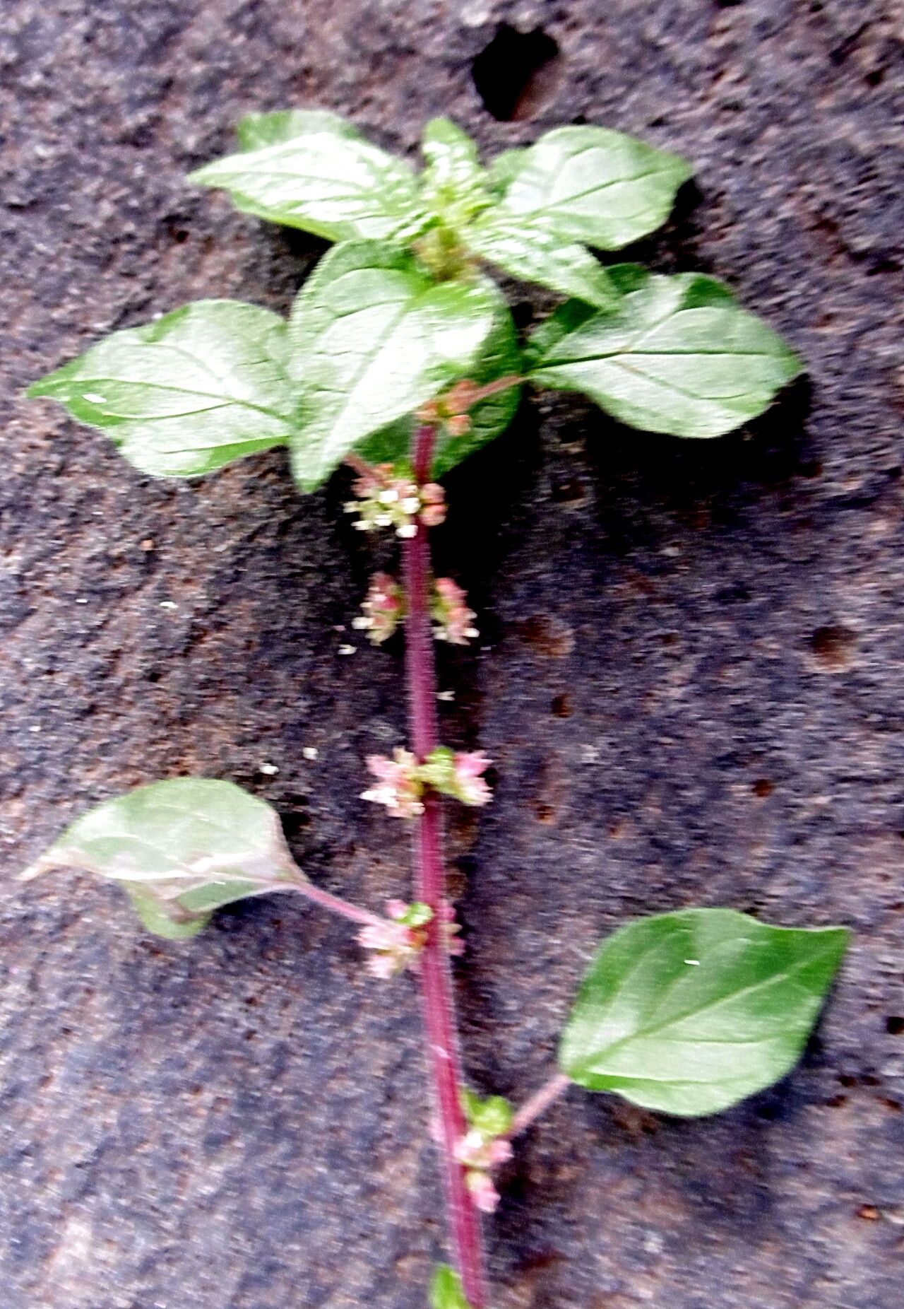 Parietaria filamentosa flower