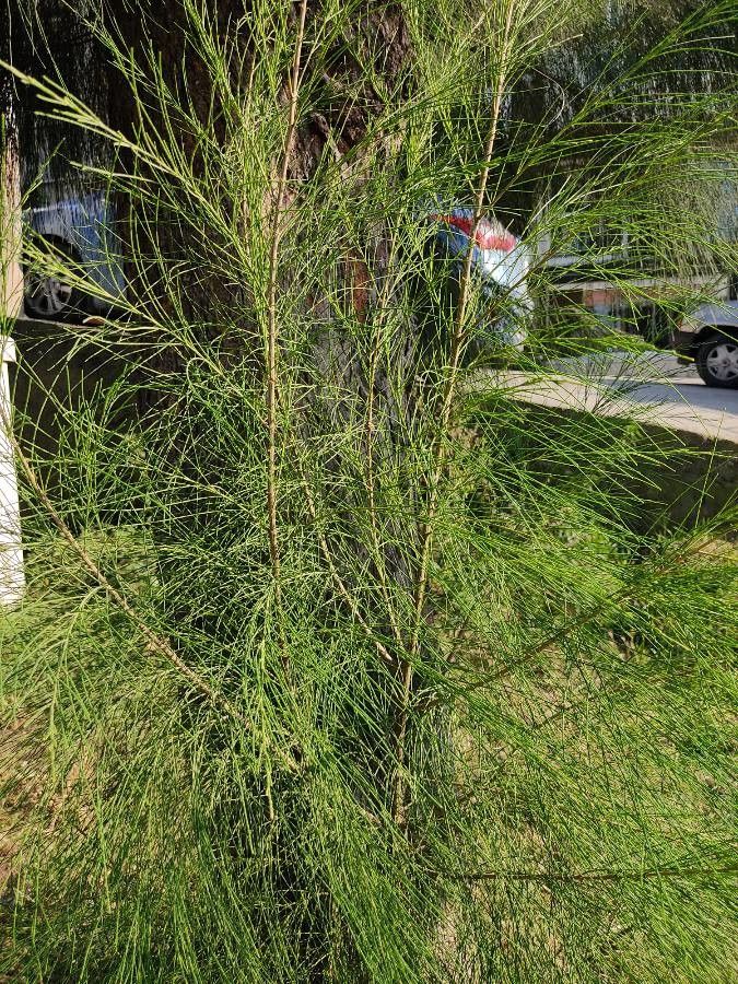 Gymnostoma nodiflorum — search result for 'Gymnostoma'