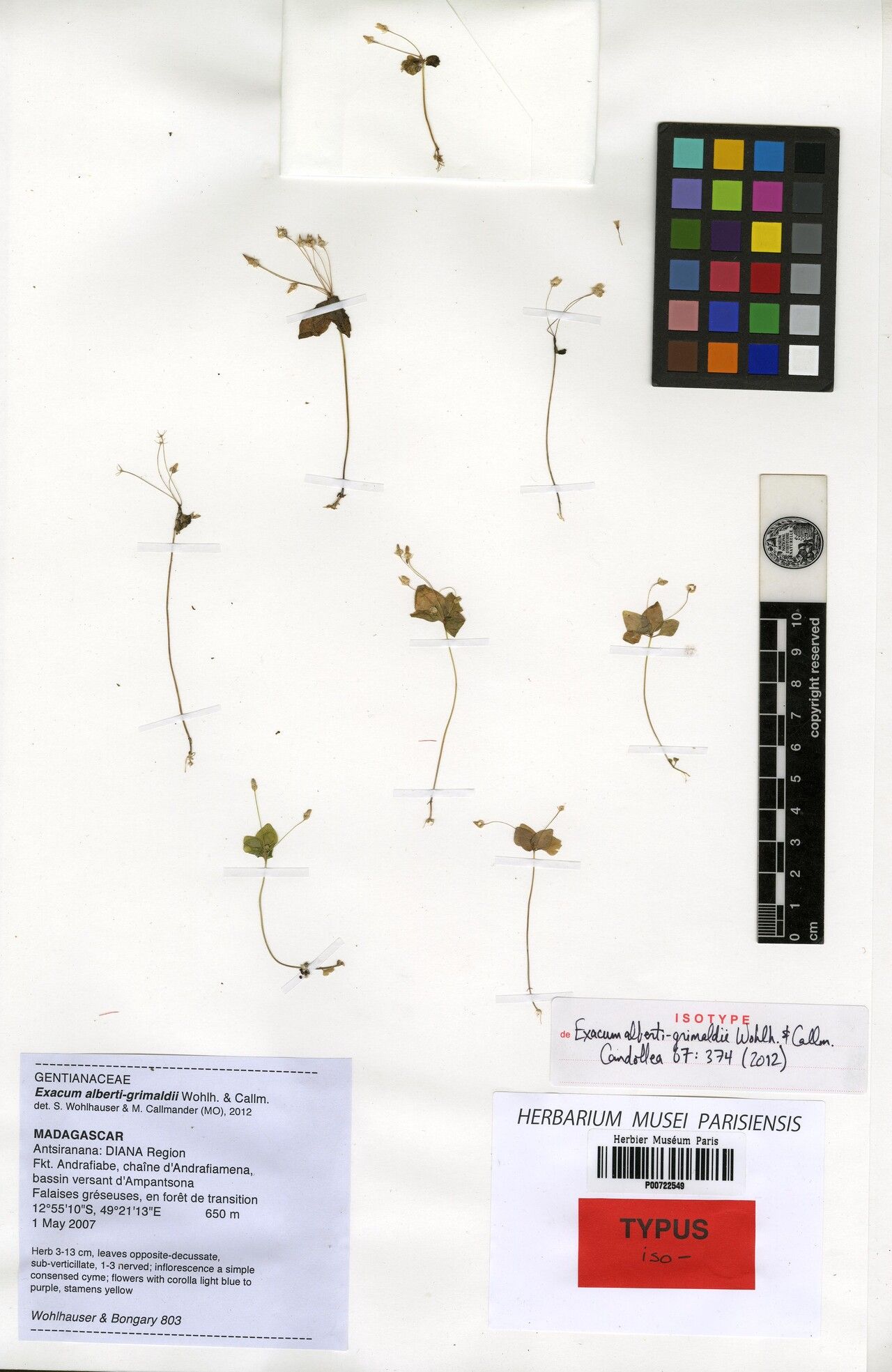 Exacum alberti-grimaldii — related species from the same genus