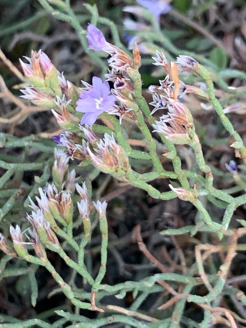 Limonium cordatum leaf