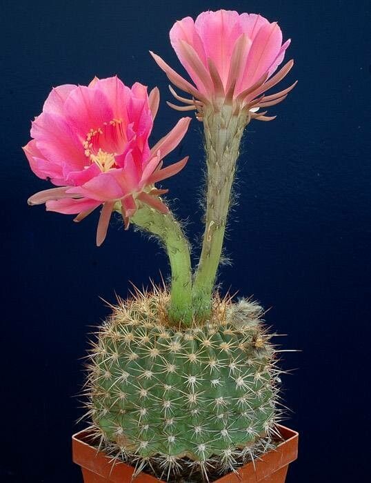Echinopsis mamillosa flower