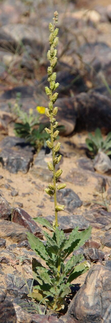 Reseda villosa fruit