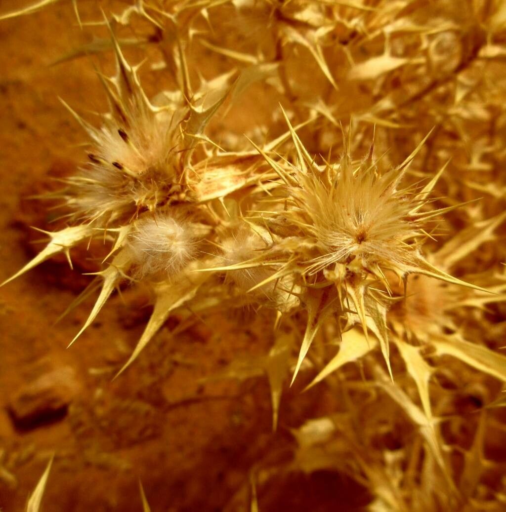Atractylis babelii fruit