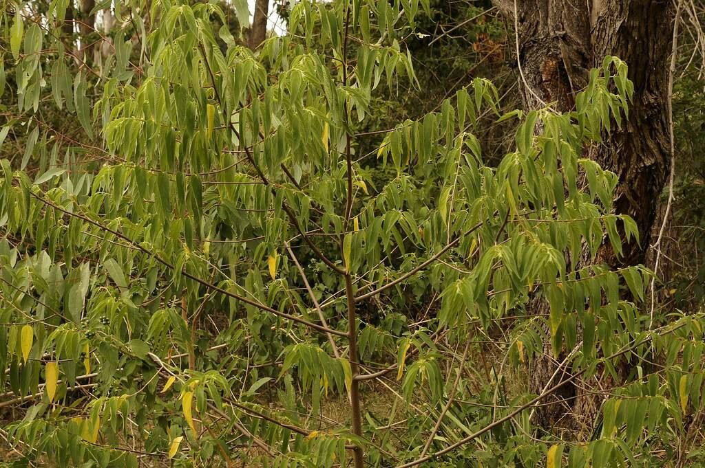 Trema tomentosum — houseplant care guide