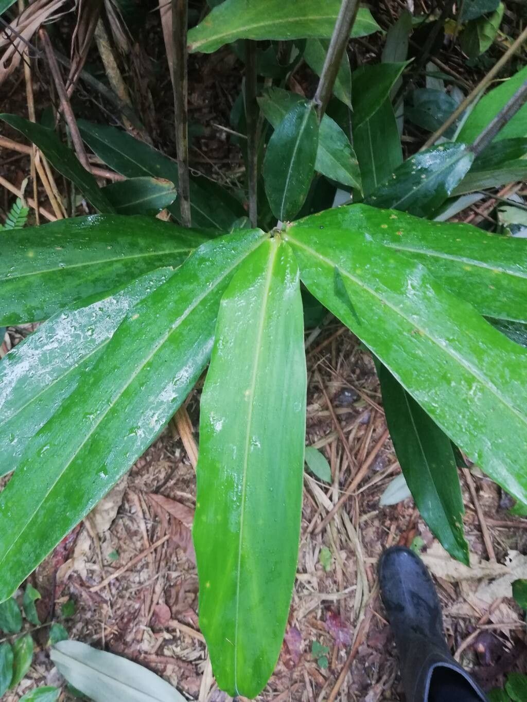 Aframomum citratum leaf