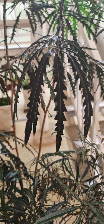 Plerandra elegantissima