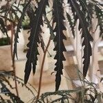 Plerandra elegantissima